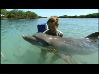 Playing with dolphins