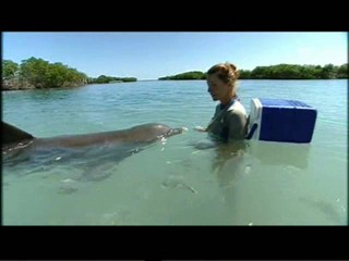 Playing with dolphins