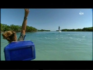 Playing with dolphins