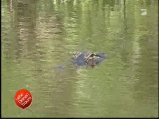 Lebe Deinen Traum (Live your dream)