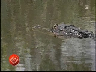 Lebe Deinen Traum (Live your dream)