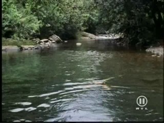 The New Swiss Family Robinson, #1/2