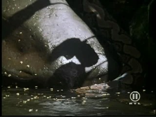 The New Swiss Family Robinson, #2/2