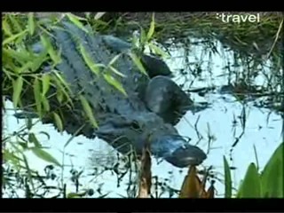 Roar of the Wild â€“ Everglades