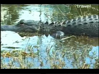 Roar of the Wild â€“ Everglades