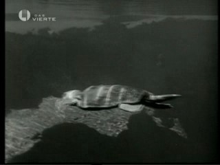 Tarzan's Secret Treasure