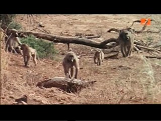 The Gods Must Be Crazy 2