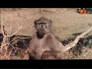 The Gods Must Be Crazy 2