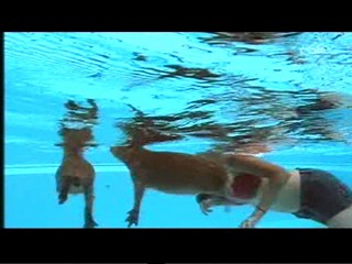 Documentary about capybaras