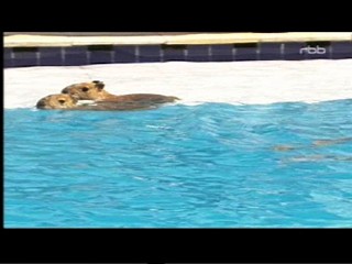 Documentary about capybaras