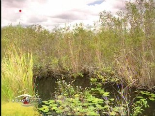 Voxtours - Everglades