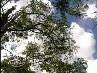 Voxtours - Everglades