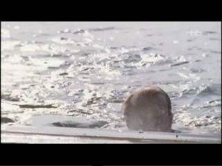 Der Sommer des GlÃ¼cklichen Narren