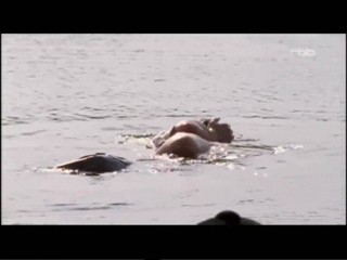 Der Sommer des GlÃ¼cklichen Narren