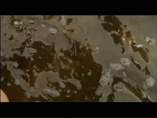 Liebe auf vier Pfoten