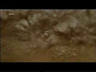 Liebe auf vier Pfoten