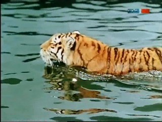 Rette sich wer kann - ÐŸÐ¾Ð»Ð¾ÑÐ°Ñ‚Ñ‹Ð¹ Ñ€ÐµÐ¹Ñ