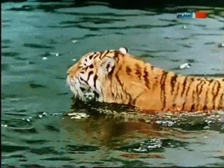 Rette sich wer kann - ÐŸÐ¾Ð»Ð¾ÑÐ°Ñ‚Ñ‹Ð¹ Ñ€ÐµÐ¹Ñ