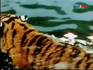 Rette sich wer kann - ÐŸÐ¾Ð»Ð¾ÑÐ°Ñ‚Ñ‹Ð¹ Ñ€ÐµÐ¹Ñ