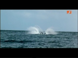 Star Trek 4: The Voyage Home