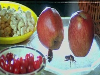 Pallakilo Pellikuthuru