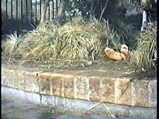 Frankenstein Must Be Destroyed