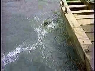 The Far Horizons ,  Thoroughly Modern Millie