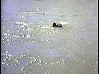 The Far Horizons ,  Thoroughly Modern Millie