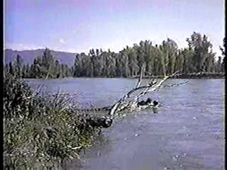 The Far Horizons ,  Thoroughly Modern Millie