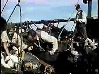 Swiss Family Robinson,  They Shoot Horses, Don't They