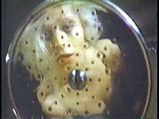 Swiss Family Robinson,  They Shoot Horses, Don't They