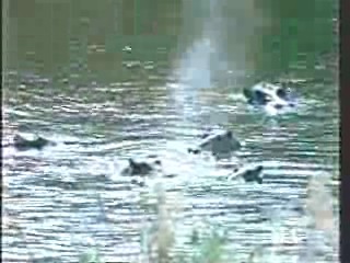 The Gods Must Be Crazy