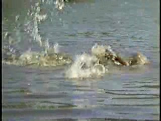 Tormented,  Zandalee