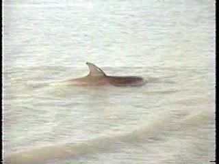 Daktari,  Sands of the Kalahari