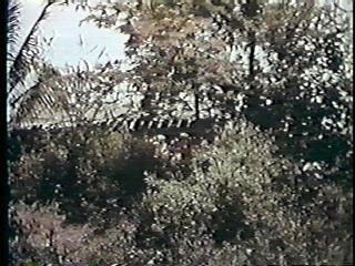 Island of the Lost Girls