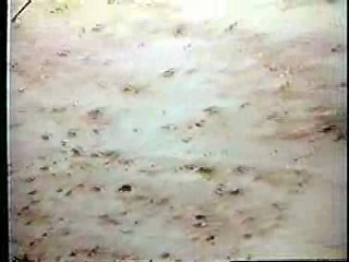 Island of the Lost Girls