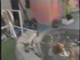 Family Challenge Dunk Tank