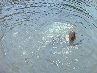 AngÃ©lique et le Roy