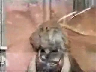 Nhp(2)  K!dnapped(2)  Head over Heels