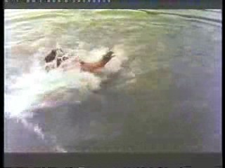 German TV (3),  Dallas