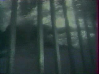 Baywatch,  Le Big Dil Show