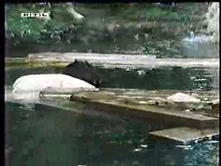 Volunteers,  wet commercial