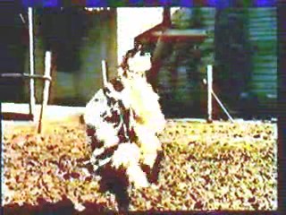 German Circus Show,  Django