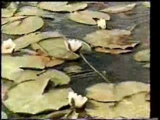 German film,  Turkish film