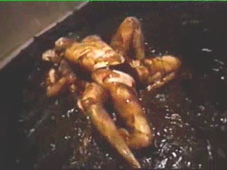 Asian topless mud wrestling