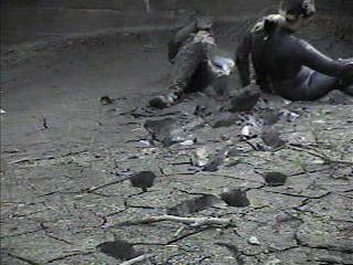 Rubber wetsuits in mud
