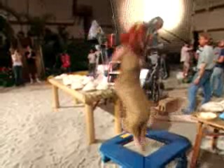 gilligan's island behind the scenes