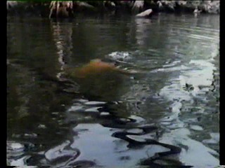 empire of the ants-swamp buggy queen