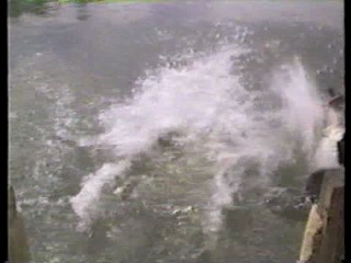 Double Agent; A  Breed Apart;  Piranha