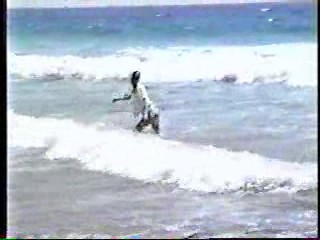 Step by Step,  Wet Blouse model